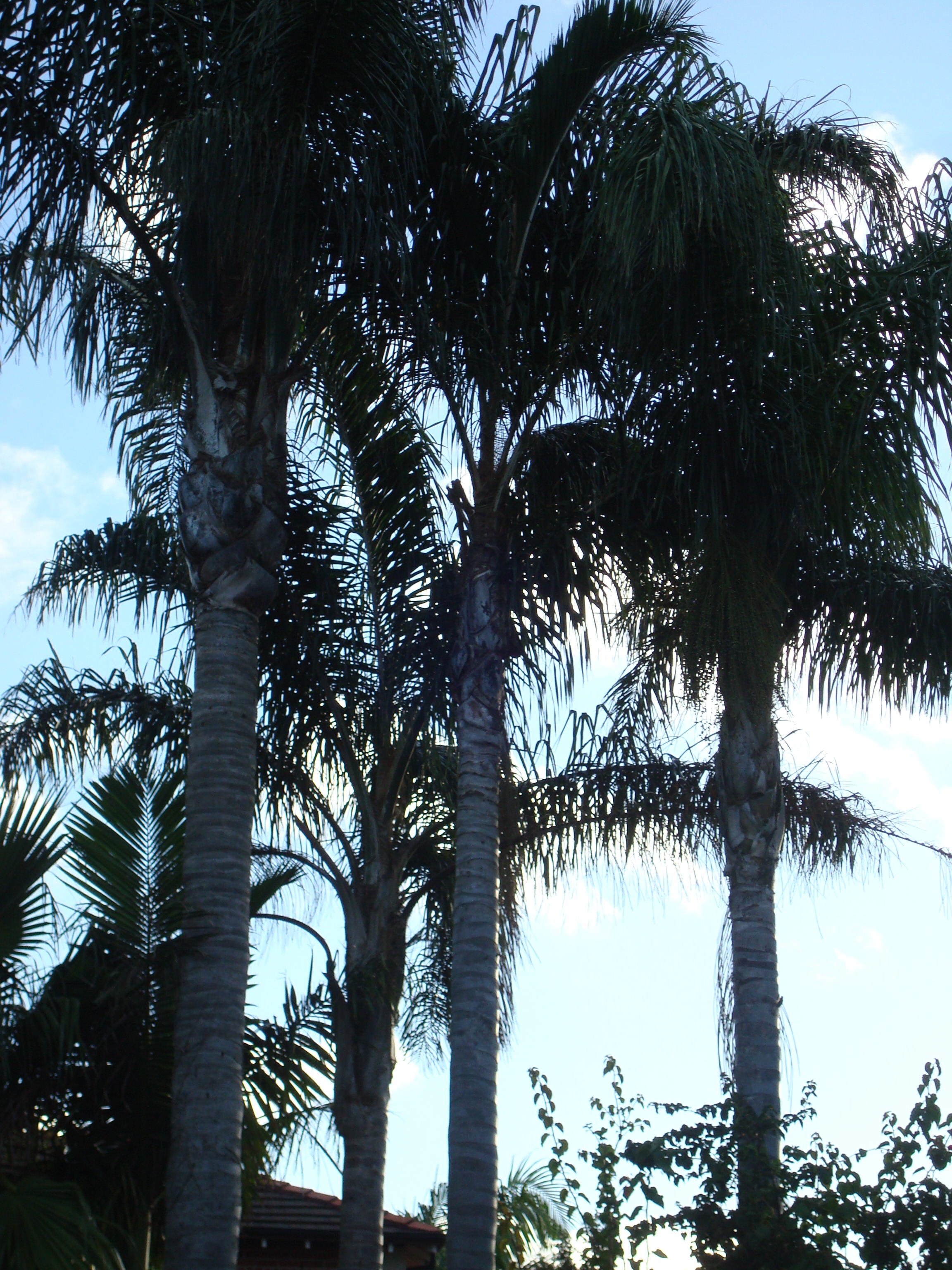 palmen.jpg